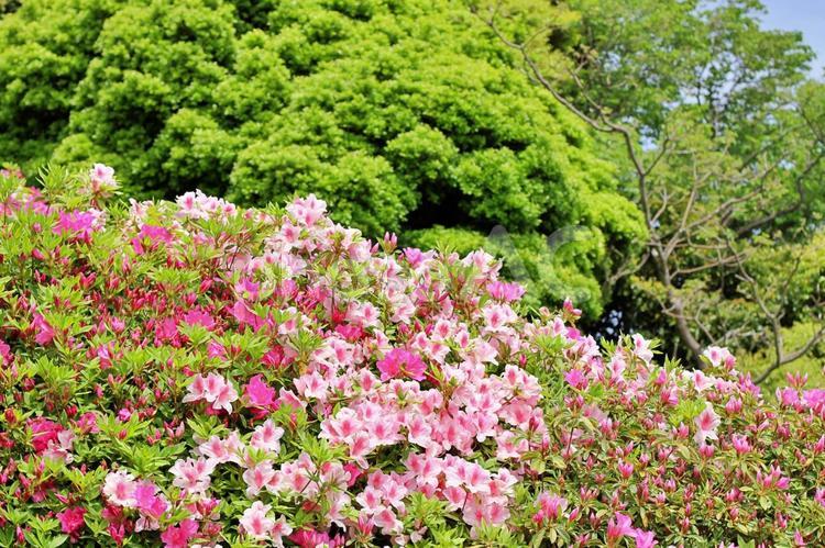 ツツジ畑と森の背景 4月,5月,春の写真素材