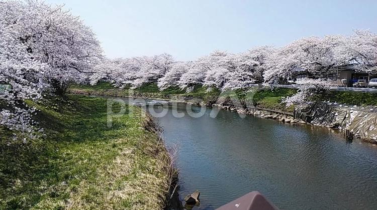 秋田市太平川桜　2022.04.19-1 春,さくら,サクラの写真素材