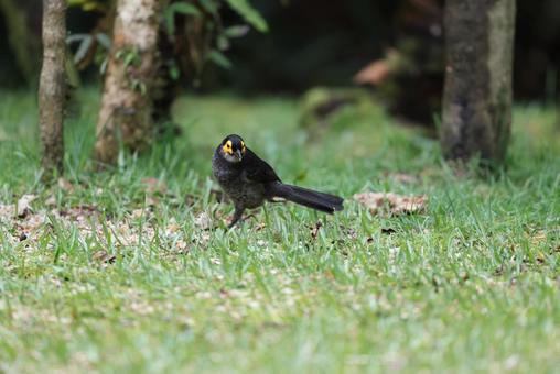 キホオミツスイ キホオミツスイ,パプアニューギニア,ニューギニア島の写真素材