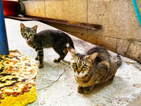 母猫と子猫 母猫と子猫 ノラ猫,親子,サバトラ猫の写真素材
