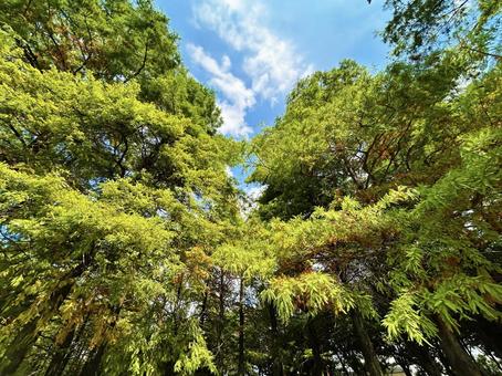 青空と生い茂る木々 青空と生い茂る木々 空,木々,青空の写真素材