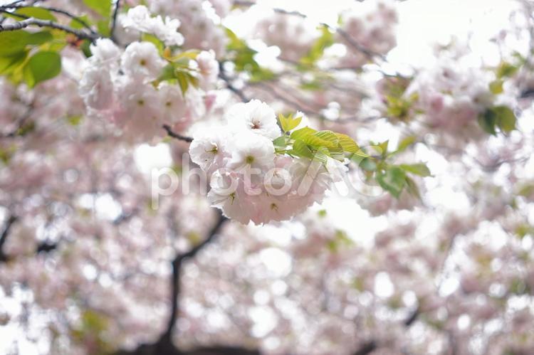 花びらの多い桜のアップ 葉桜,桜,さくらの写真素材