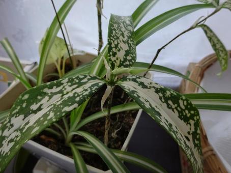 観葉植物 観葉植物の写真