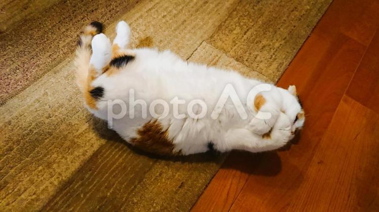 寝っ転がるアザラシみたいな猫 猫,寝る,床の写真素材