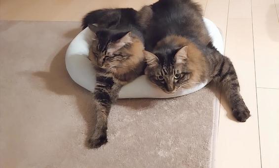 きょうだい猫 きょうだい猫 夏,暑い,熱中症の写真素材