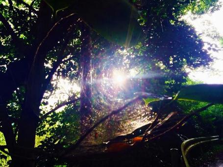 Spider web's light, JPG