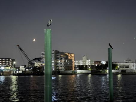 三日月と鳥 三日月と鳥の写真