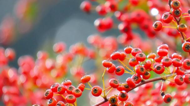 ピラカンサ ピラカンサ,秋,園芸の写真素材