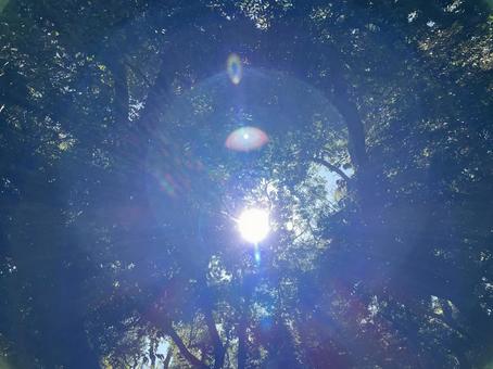 sunlight filtering through trees, sunbeams leaves, light, summer, JPG