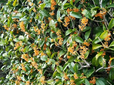 金木犀 キンモクセイ,小さい花,秋の写真素材