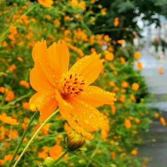 オレンジコスモス コスモス,秋桜,秋の写真素材