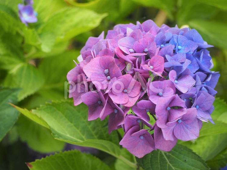 紫陽花　青と紫のグラデーション⑤ アジサイ,あじさい,紫陽花の写真素材