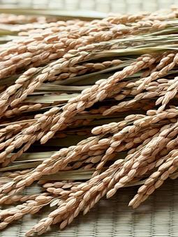 稲穂　畳背景　縦 稲,米,稲穂の写真素材