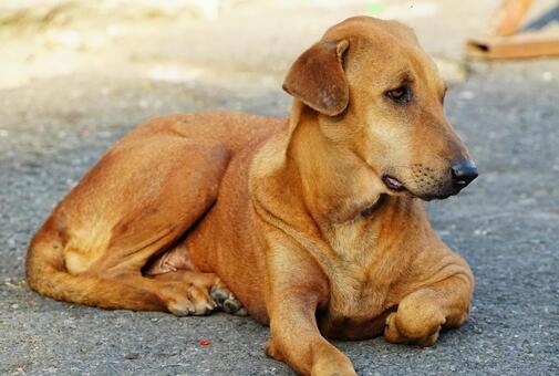 ブラウン犬 犬,ペット,動物の写真素材