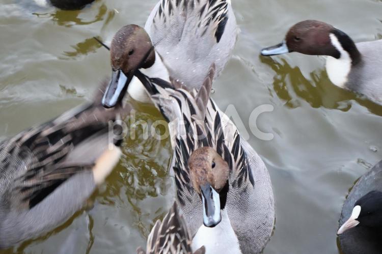 冬の袖ケ浦公園の池を元気に泳ぐカモたち カモ,泳ぐ,水鳥の写真素材