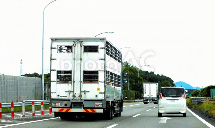 家畜運搬車を追い越し中 トラック,特殊車両,家畜の写真素材