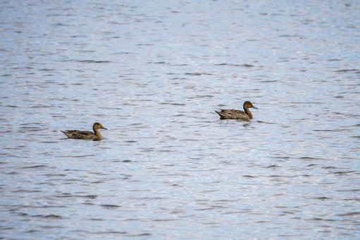 カモの群れ⑻の写真