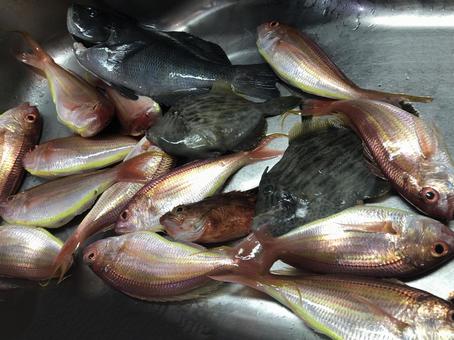 鮮魚, 鮮魚,の写真