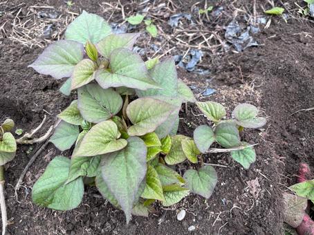 青々と茂るさつまいもの葉 青々と茂るさつまいもの葉 さつまいも,葉,つるの写真素材