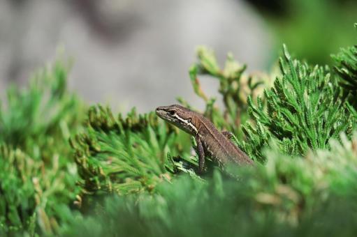 カナヘビの写真