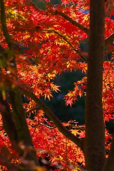 東京ミッドタウンの燃えるような紅葉 東京ミッドタウンの燃えるような紅葉の写真