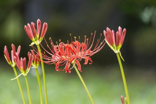 彼岸花 彼岸花 ヒガンバナ,彼岸花,曼珠沙華の写真素材