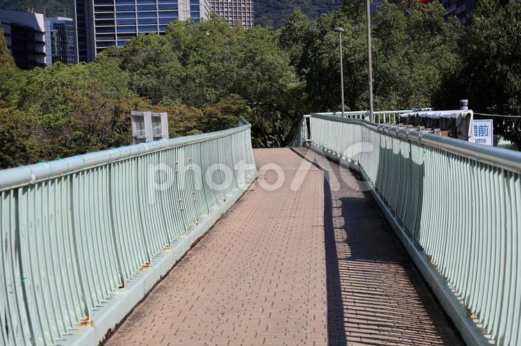 樹々の森の公園に続く歩道橋 樹々,森,公園の写真素材