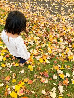 Photo, autumn, fallen leaves, lawn, 