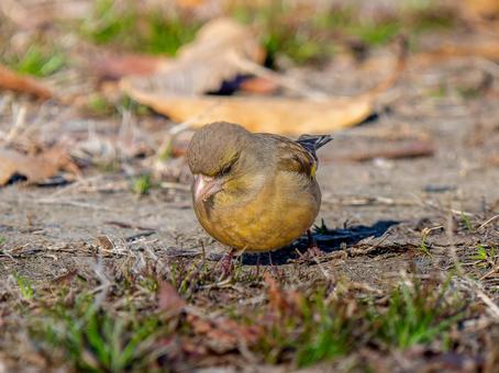 地面を歩くカワラヒワ 地面を歩くカワラヒワの写真