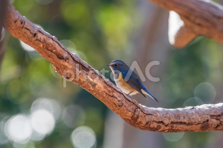 ルリビタキが木の枝で一休み ルリビタキ,青,鳥の写真素材