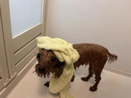 トイプードルお風呂 トイプードル,犬,子犬の写真素材