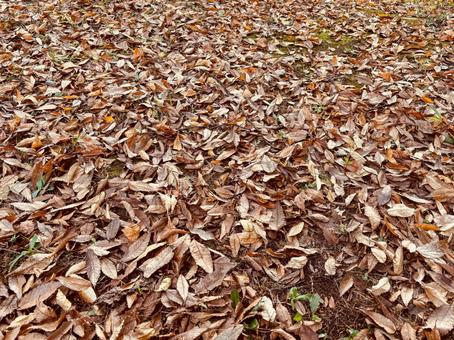 一面の落ち葉の背景 落ち葉,葉っぱ,落葉の写真素材