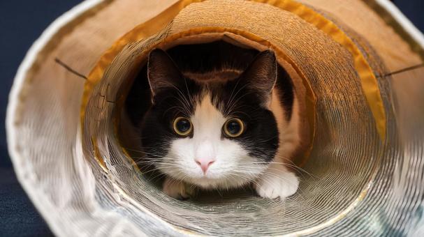 トンネル遊びする猫 トンネル遊びする猫の写真