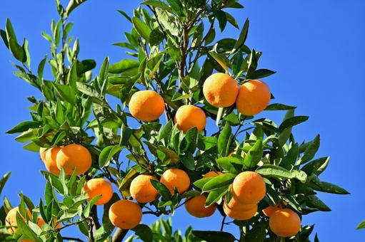 実ったミカンと青空 ミカン,みかん,くだものの写真素材