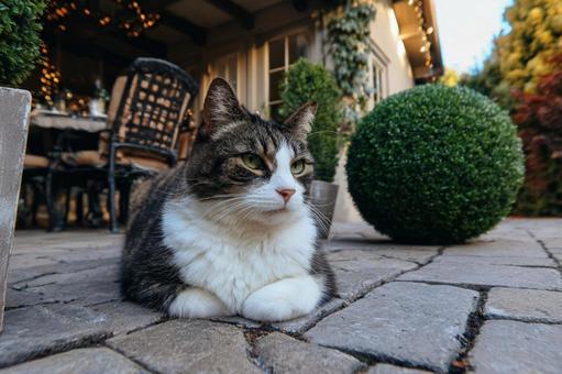 自然の中でくつろぐ猫の姿 自然の中でくつろぐ猫の姿の写真