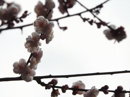 梅の花 梅の花の写真