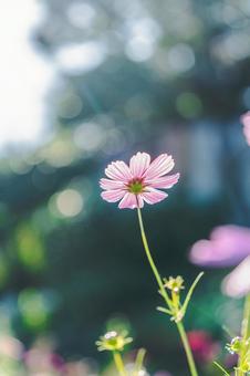 朝の光を浴びるコスモス コスモス,観光,田舎の写真素材
