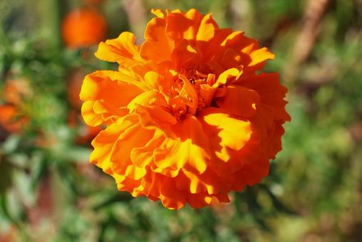 １０月中旬の陽の当たるマリーゴールドの写真