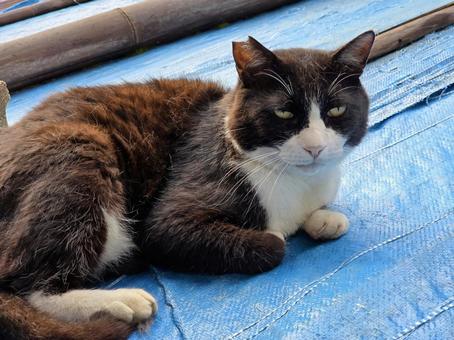 ブルーシートの上でまったりする地域猫 ブルーシートの上でまったりする地域猫 猫,ネコ,地域猫の写真素材