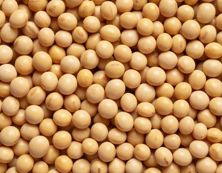 黄大豆の整然とした並び 黄大豆の整然とした並びの写真