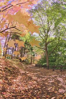 紅葉 もみじ,葉,樹木の写真素材