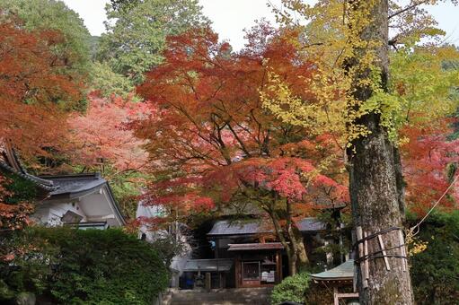 佐賀県基山町「大興善寺」の紅葉 大興善寺,紅葉,佐賀県の写真素材