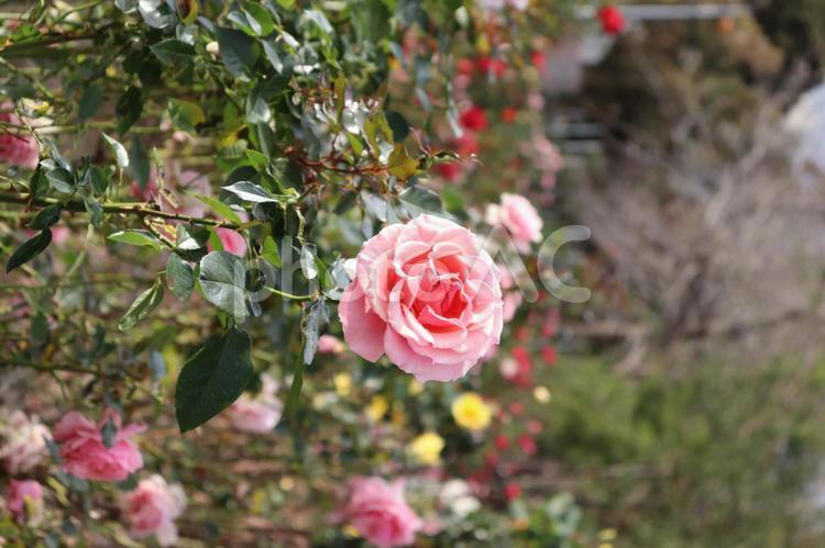 アメリカのピンクの薔薇、トーナメント・オブ・ローぜス 薔薇,トーナメント・オブ・ローぜス,ピンクの写真素材