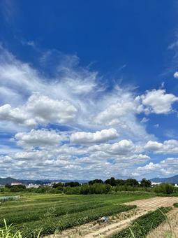 Photo, sky, field, natural, 