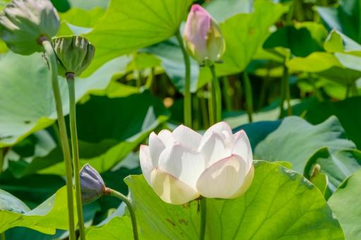 蕾と咲き始めの蓮の花 蕾と咲き始めの蓮の花 蓮,花,花びらの写真素材