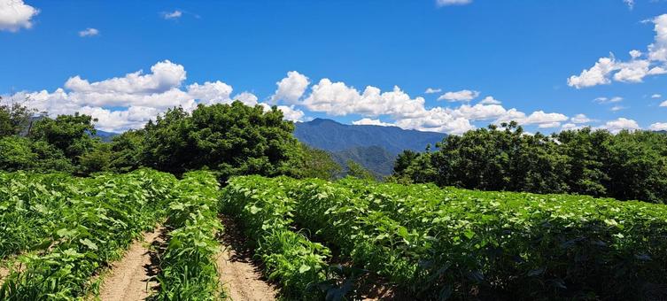 夏の畑 夏,自然,ひまわり畑の写真素材