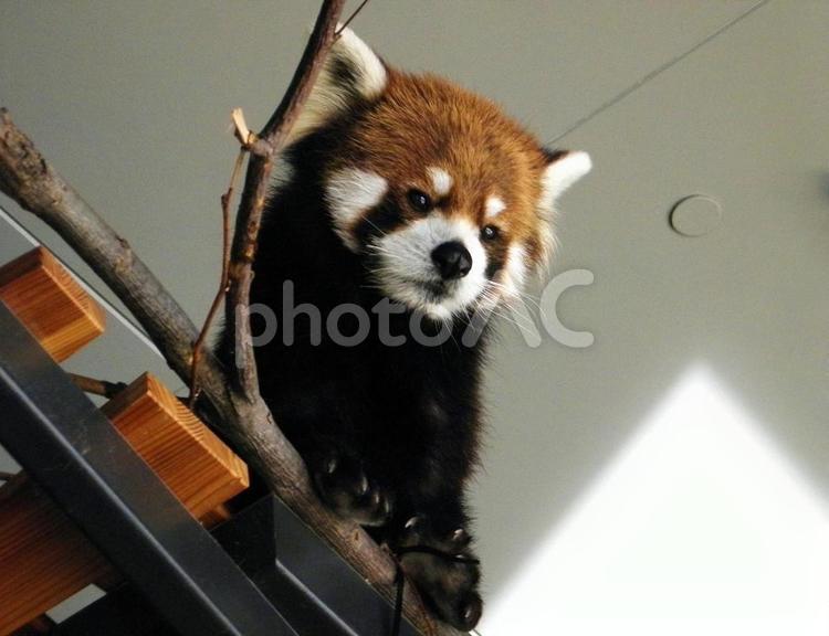 動物園の愉快な仲間たち 動物,動物園,生き物の写真素材