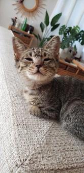 猫 猫の写真