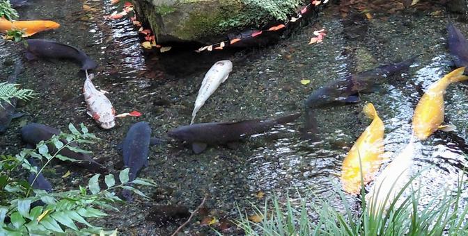 池の鯉 池の鯉の写真