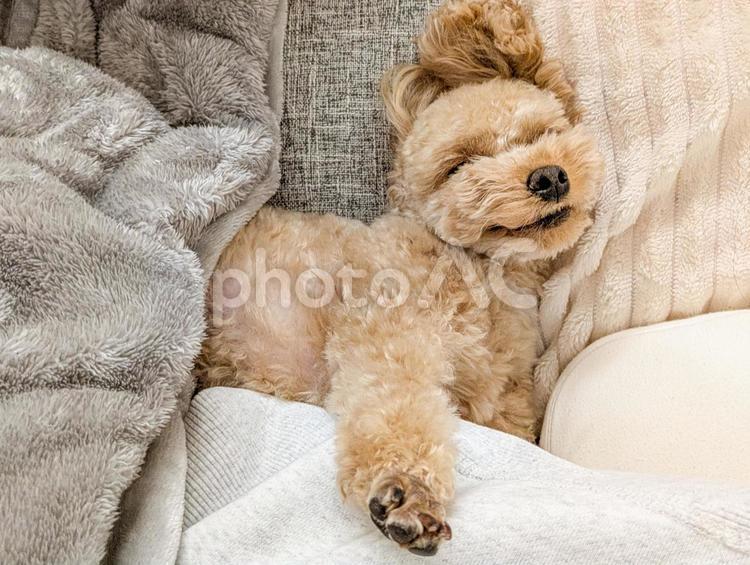 飼い主と一緒に寝るトイプードル 犬,トイプードル,寝顔の写真素材